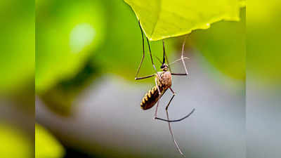 Amazon offers: घर ले आएं ये Mosquito Killer Devices, मच्छर और मक्खियों को हो जाएगा सफाया