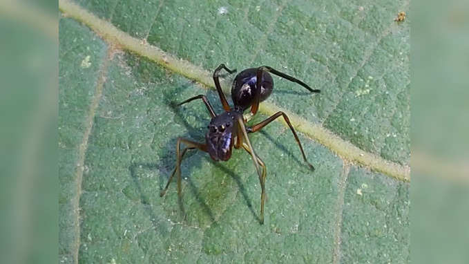 Jungle News: ये मकड़ी करती हैं चींटिंयों की मिमिक्री