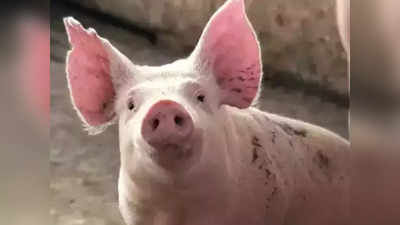 African Swine Fever : ആഫ്രിക്കൻ പന്നിപ്പനി സ്ഥിരീകരിച്ചു; ഇറച്ചി വിൽപന നിരോധിച്ചു