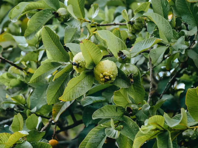 guava leaves