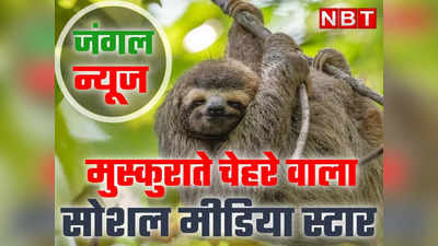 एक पत्ते को पचाने में लगते हैं 30 दिन, पेड़ पर उल्टा लटके-लटके ही गुजार देता है 90% लाइफ, इस जानवर को जानते हैं आप