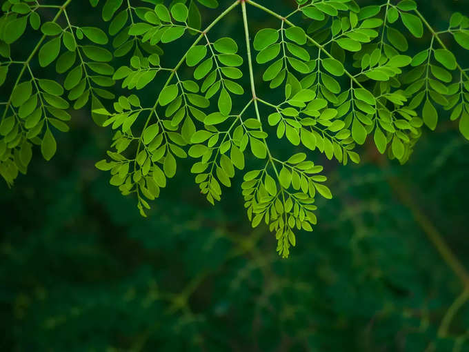 ​ನುಗ್ಗೆ ಸೊಪ್ಪು ಮತ್ತು ಬೆಳ್ಳುಳ್ಳಿ