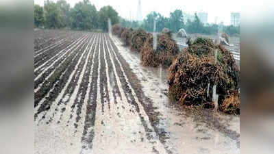 રાજ્ય સરકારની 14 જિલ્લામાં વરસાદથી પ્રભાવિત ખેડૂતો માટે 630 કરોડના પેકેજની જાહેરાત