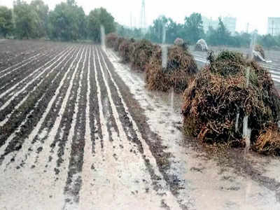 રાજ્ય સરકારની 14 જિલ્લામાં વરસાદથી પ્રભાવિત ખેડૂતો માટે 630 કરોડના પેકેજની જાહેરાત 