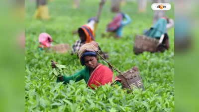 Assam Tea : খরচ বাড়লেও বাড়ছে না দাম, কঠিন চ্যালেঞ্জের মুখে অসমের চা শিল্প