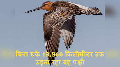 बिना रुके 13,560 किलोमीटर तक उड़ता रहा ये पक्षी, बना दिया एक नया वर्ल्ड रिकॉर्ड