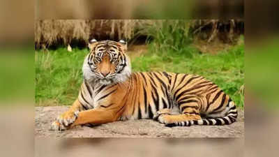 Tiger: పశువుల మందలపై పంజా విసురుతోన్న పులి.. భయాందోళనలో స్థానిక ప్రజలు