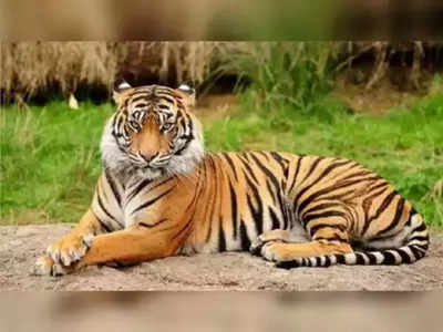 Tiger: పశువుల మందలపై పంజా విసురుతోన్న పులి.. భయాందోళనలో స్థానిక ప్రజలు