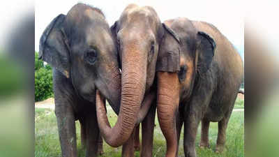 Elephant Reserve: यूपी को मिलने जा रहा पहला हाथी रिजर्व, उत्तराखंड को भी होगा फायदा, जानिए हर डिटेल