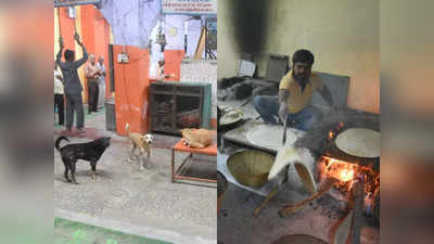 Kutte Waale Baba Ka Ashram: एकाच घरात ६० कुत्रे, दररोज ५० किलो चपाती, नागपुरातील कुत्ते वाले बाबा का आश्रम आहे तरी काय