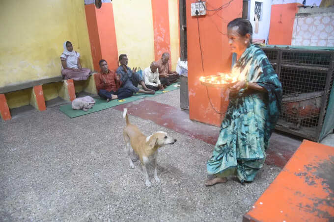 कुत्रे खाण्यासाठी येतात आणि...