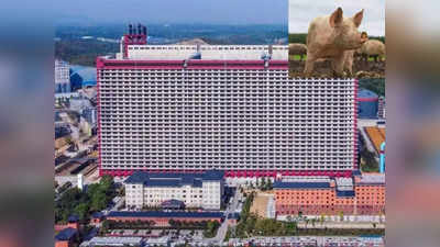चीन की 26 मंजिला इमारत में रहेंगे साढ़े छह लाख सूअर, पिग पैलेस से एक बार में निकलेगा 1 लाख टन मीट