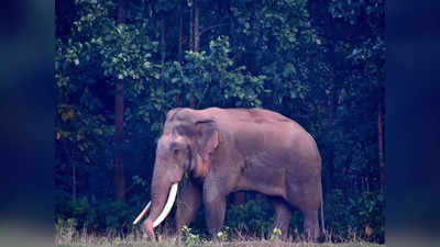 Elephant Death : ফের দক্ষিণবঙ্গে একটি পূর্ণবয়স্ক হাতির মৃত্যু, কারণ নিয়ে ধোঁয়াশা