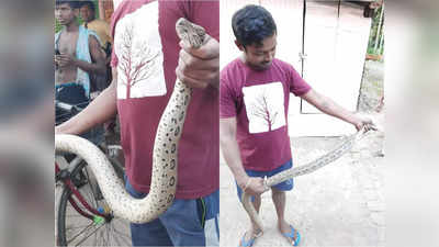 Snake News: বাথরুম থেকে ফোঁস ফোঁস শব্দ! উঁকি মারতেই চোখ ছানাবড়া গৃহস্থের