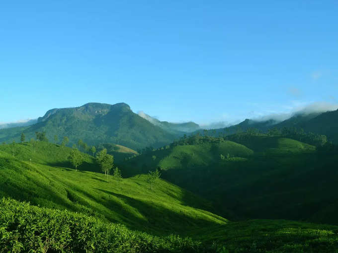 ಚಹಾ ತೋಟದ ಸುಂದರ ದೃಶ್ಯ