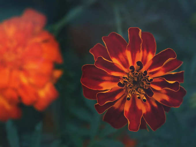 Marigold Flower