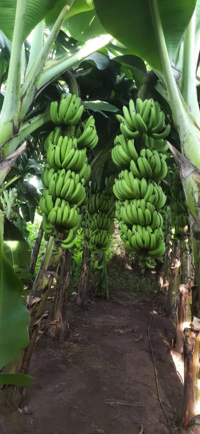 केळीच्या शेतीतून मोठं उत्पन्न