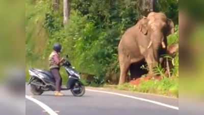 जंगली हाथी को देख लोगों ने की बेवकूफी भरी हरकत, लोग बोले- इस स्कूटी वाले को पकड़ो!