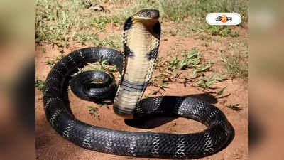 King Cobra: আতঙ্কিত শহরবাসীর স্বস্তি, ঘরে ফিরল চিড়িয়াখানা থেকে পলাতক সাপ
