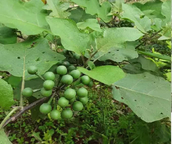 ​கால்சியம் நிறைந்த சுண்டைக்காய்