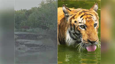Royal Bengal Tiger: পোয়াবারো পর্যটকদের, তিন ছানার সঙ্গে বাঘের দর্শন সুন্দরবনে