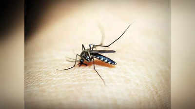 दिल्ली में बढ़ी ठंड, मच्छरों की तादाद में इजाफा, डेंगू- मलेरिया देने वाले इन शैतानों से सावधान
