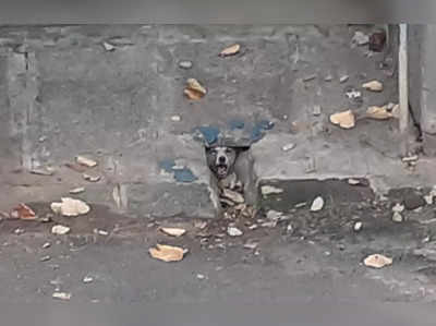 Stray Dogs rescue in Bengaluru - ಡ್ರೈನೇಜ್ ನಲ್ಲಿ ಸಿಲುಕಿದ ಬೀದಿನಾಯಿಯ ಆಕ್ರಂದನ