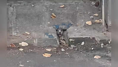 Stray Dogs rescue in Bengaluru - ಡ್ರೈನೇಜ್ ನಲ್ಲಿ ಸಿಲುಕಿದ ಬೀದಿನಾಯಿಯ ಆಕ್ರಂದನ
