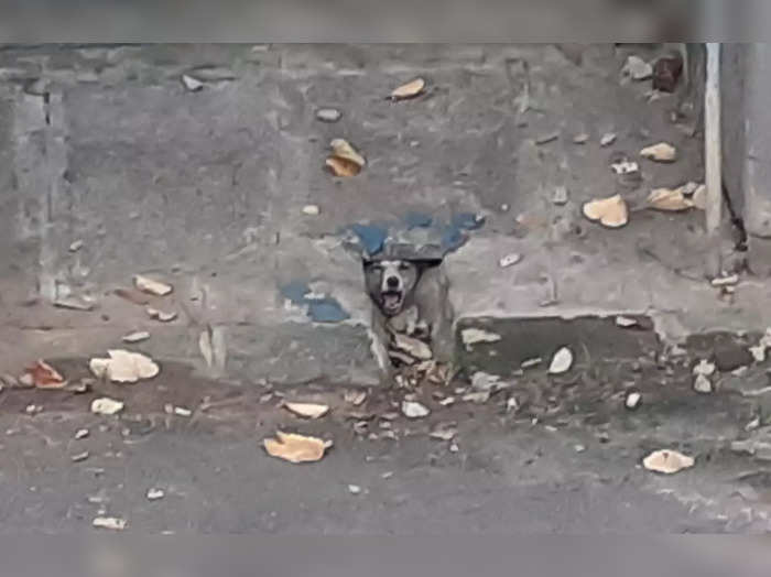 Stay dog trapped in drainage in bengaluru vijayagar’s binny employees layout