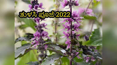 Tulsi Puja 2022 Rules: ತುಳಸಿ ಪೂಜೆಯಲ್ಲಿ ನೀವು ಈ ನಿಯಮಗಳನ್ನು ಅನುಸರಿಸಲೇಬೇಕು..! 