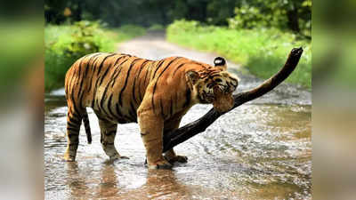 बाघ देखना है तो दुधवा, पीलीभीत की तरह यहां भी जा सकते हैं, रानीपुर बना UP का चौथा और देश का 53वां टाइगर रिजर्व