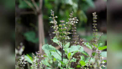 Vastu Tips for Tulsi ఇంట్లో తులసి మొక్కను పొరపాటున కూడా ఈ దిక్కులో ఉంచొద్దు... మరి ఏ దిశలో నాటాలి.. ఎప్పుడు నాటాలంటే...!