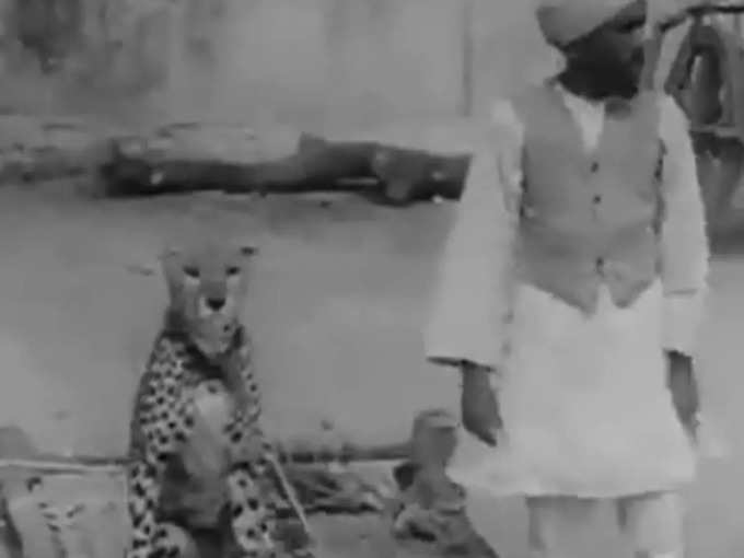 History of Cheetahs in Jaipur
