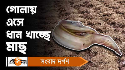 Sundarban News: আজব কাণ্ড, গোলায় এসে ধান চুরি করছে মাছ!