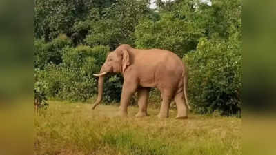 Karnataka News: कर्नाटक में जंगली हाथी ने किसान को कुचलकर मार डाला, लोगों का दावा- अब तक 5 लोगों की गई जान