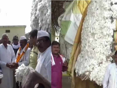 विदर्भाच्या कापूस पंढरीत लिलावाला दणक्यात सुरुवात, बळीराजाच्या पांढऱ्या सोन्याला उच्चांकी दर