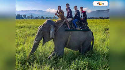 Kaziranga Elephant Safari : কাজিরাঙায় ফের শুরু হাতি সাফারি, উচ্ছ্বসিত পর্যটকরা