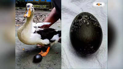 Black Egg :  এ কী কাণ্ড!  কালো ডিম দিচ্ছে পাতিহাঁস, চাঞ্চল্য এলাকায়