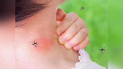 देवरिया में बढ़ा मच्छरों का प्रकोप, अब तक 30 मरीजों में हुई डेंगू की पुष्टि, जानिए लक्षण