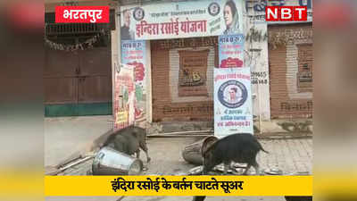 इंदिरा रसोई: भरतपुर में बर्तन चाटते सूअरों की तस्वीरों वायरल, अब बिल्डिंग गिरी, एक महिला घायल