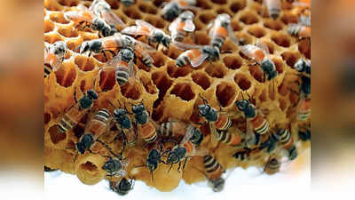 मधमाशांवर संशोधन करणारी आशिया खंडातील एकमेव संस्था पुण्यात