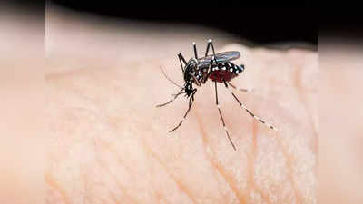 UP में मच्छरों का आतंक, प्रदेश में डेंगू के सामने आए 7 हजार मामले, स्वास्थ्य विभाग की बढ़ी चिंता