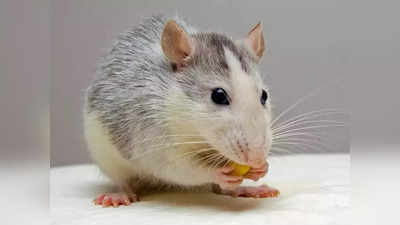 Avoid Rat: വീട്ടില്‍ നിന്നും എലികളെ തുരത്താന്‍ ഈ മാര്‍ഗ്ഗങ്ങള്‍ പരീക്ഷിക്കാം