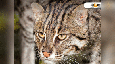 Fishing Cat: सुंदरबन टाइगर रिजर्व में 96 बंगाल टाइगर्स के बीच 300 से ज्यादा फिशिंग कैट, पहली बार हुई गिनती