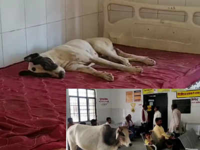 Shravasti News: यहां इमरजेंसी वॉर्ड के बेड पर मरीज नहीं, कुत्ते करते हैं आराम, देखिए श्रावस्ती के अस्पताल की तस्वीरें