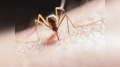 Dengue fever: ഡെങ്കിപ്പനിയുടെ ലക്ഷണങ്ങളെ എങ്ങനെ തിരിച്ചറിയാം? കരുതലോടെ നേരിടണം