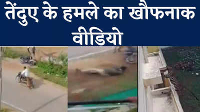 राहगीरों पर हमला, घरों में घुसने की कोशिश, तेंदुए के आतंक का रोंगटे खड़े कर देने वाला वीडियो