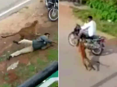 कर्नाटक: तेंदुए को देख लोगों ने उठाए पत्थर, शिकारी ने जो किया वो कैमरे में कैद हो गया