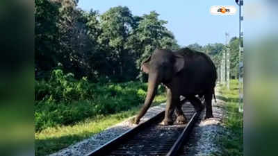 Jalpaiguri News : ডুয়ার্সে ট্রেন চালকের তৎপরতায় প্রাণে বাঁচল হাতি