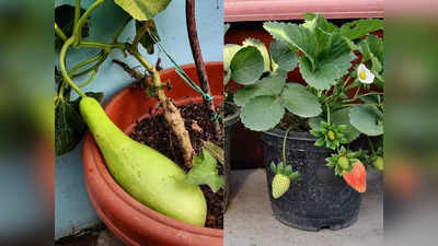 Terrace Gardening: गमलों में लौकी, प्‍लास्टिक की बोतलों में टमाटर, छतों पर सब्जियां उगाना सिखा रहे अंक‍ित